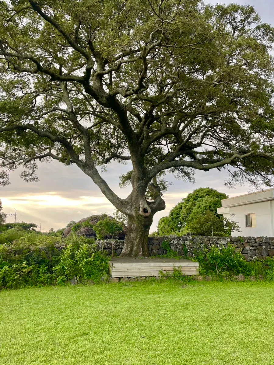 Outdoor snap shoot beneath a hackberry tree