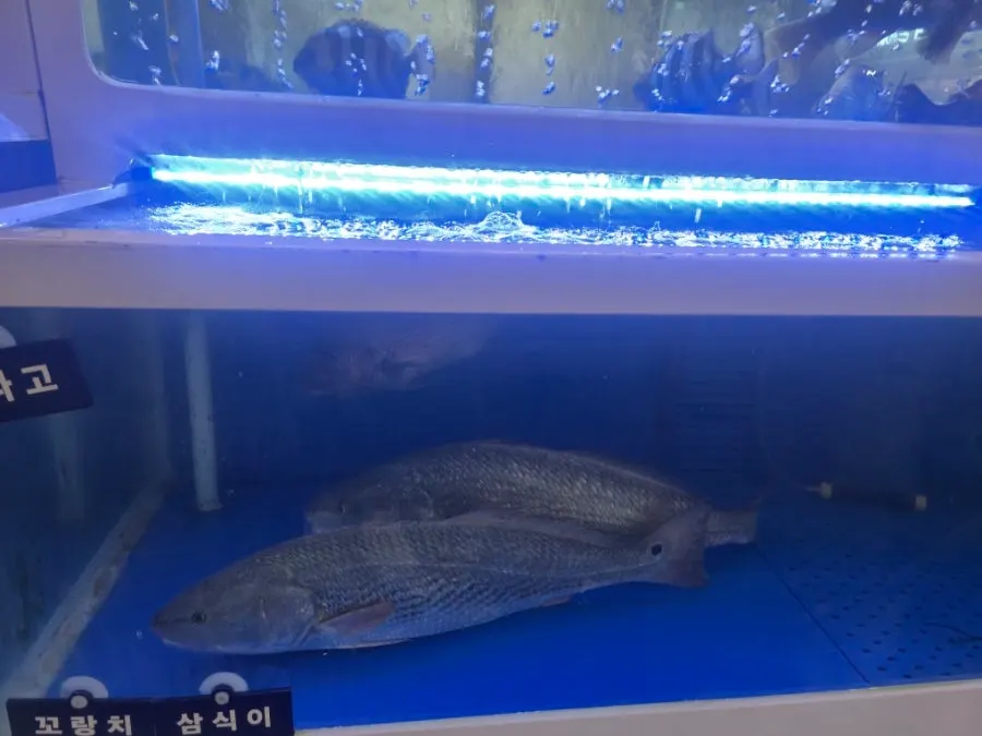 Fish tank at the entrance of Eochongye 1beonji