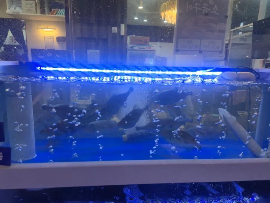 Fresh seafood in the fish tank