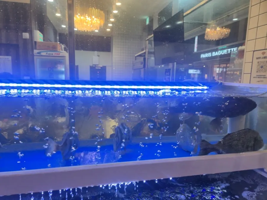 Fish tank and seafood at the sashimi restaurant