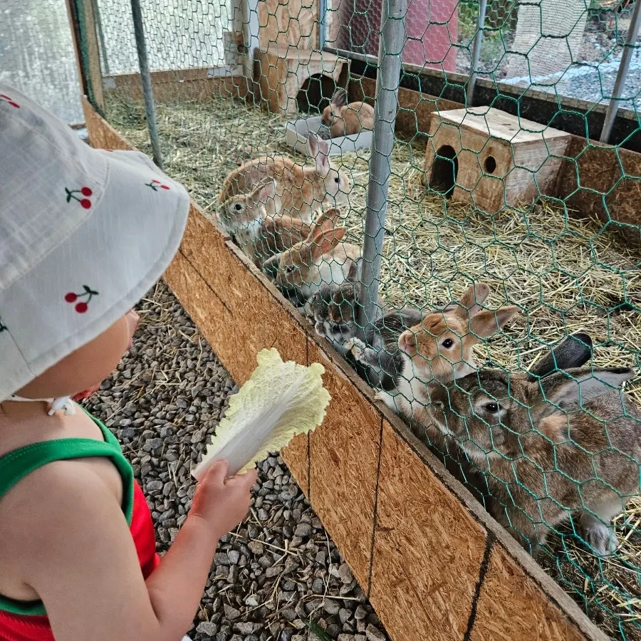 店先のミニ動物園、ウサギの餌やり体験スペース