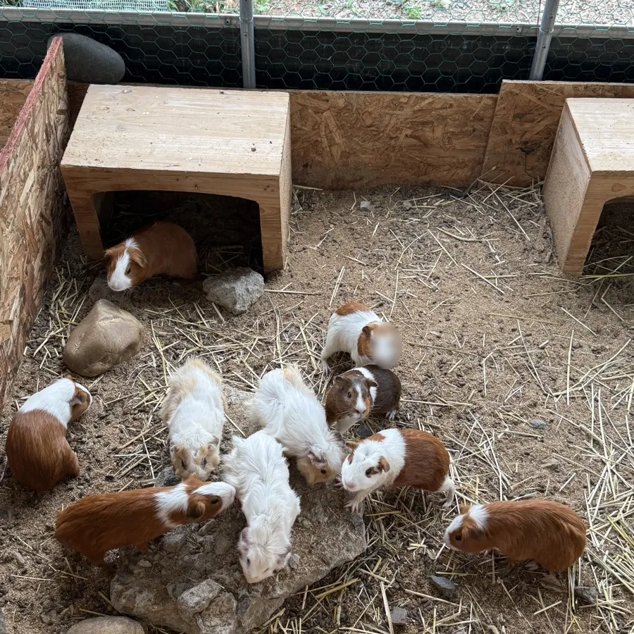 A guinea pig in the animal corner at Todamok's entrance