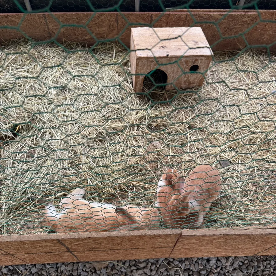 A rabbit across from the guinea pig