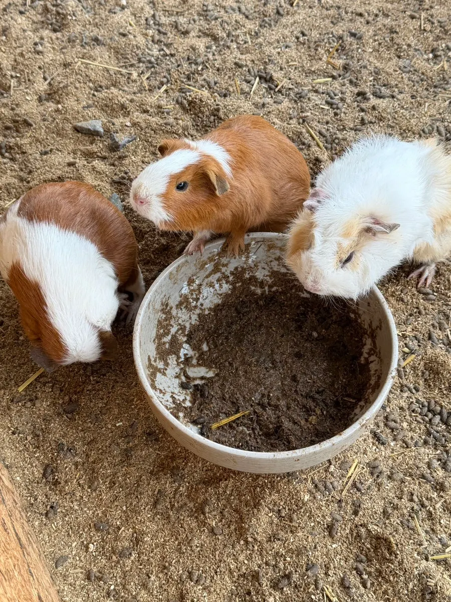 Animal enclosure in front of Todamok