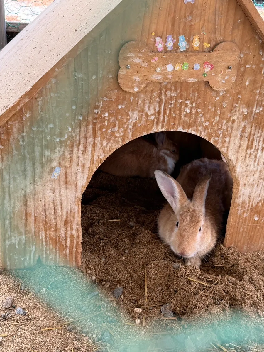 Rabbit and guinea pigs in front of Todamok