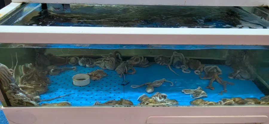 Live octopus in the entrance aquarium