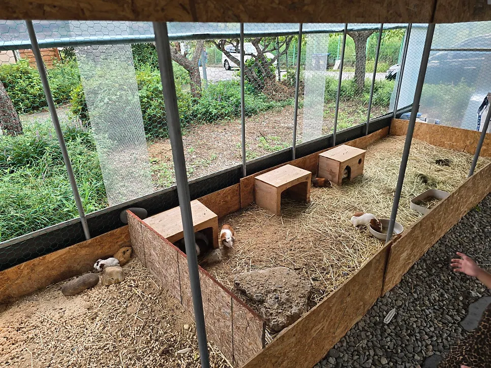 Kids looking at the animal enclosure