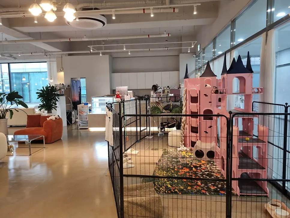 Interior of Nyanya, home to a resident munchkin cat