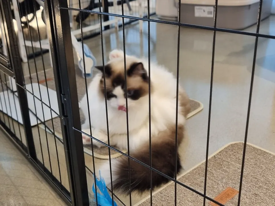 Munchkin cat grooming itself on the cat tower