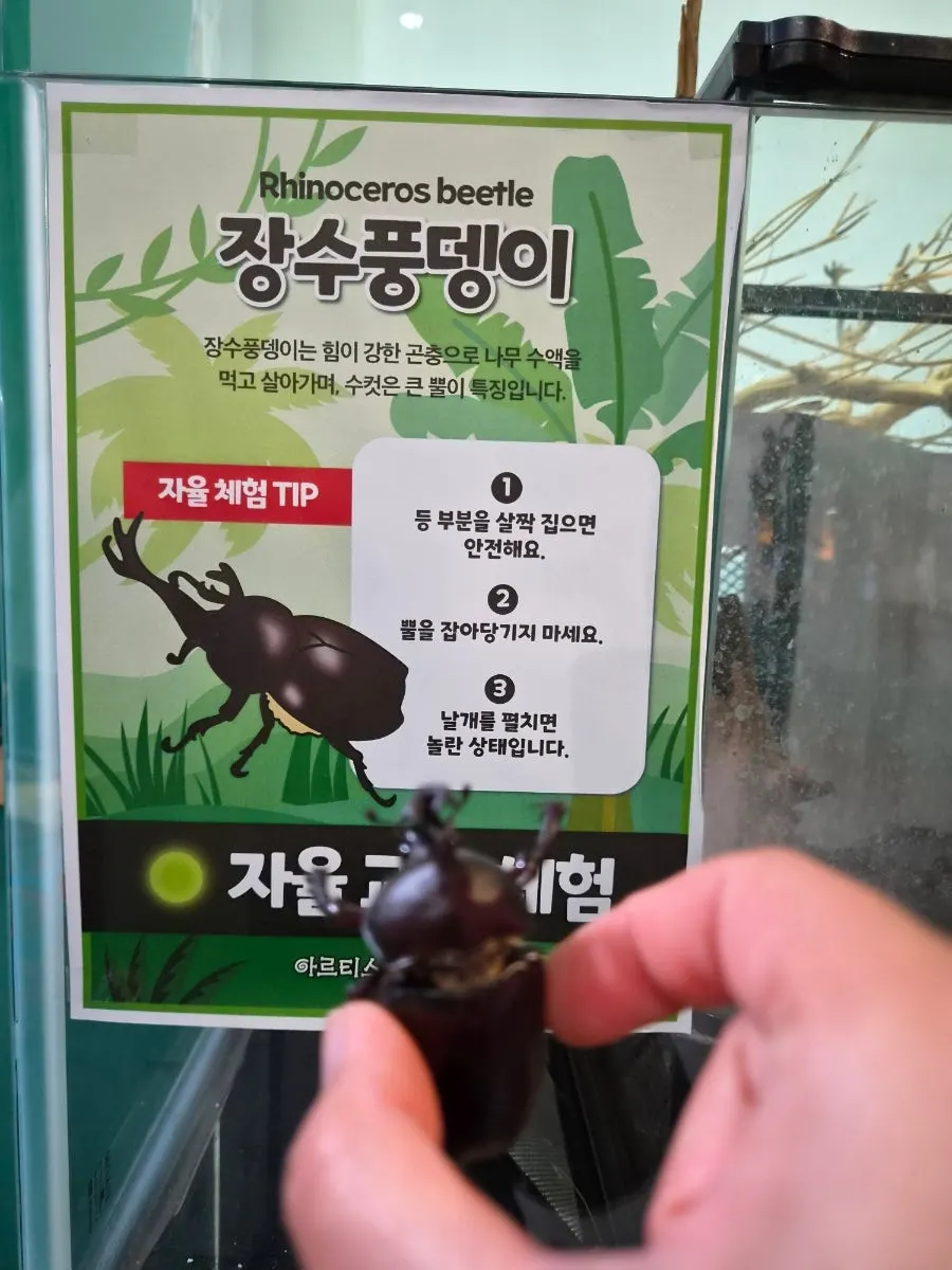 Touching a cricket during the experience