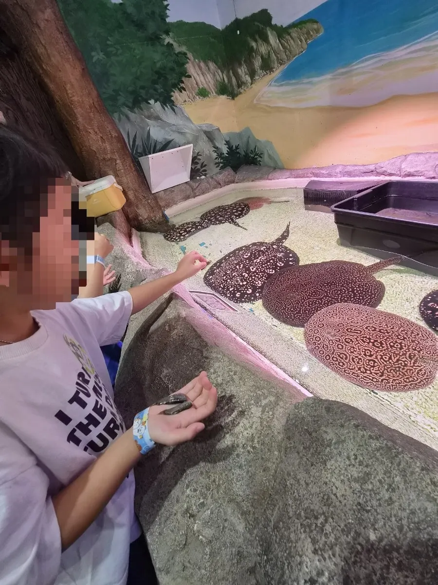 Feeding a stingray with frozen loach