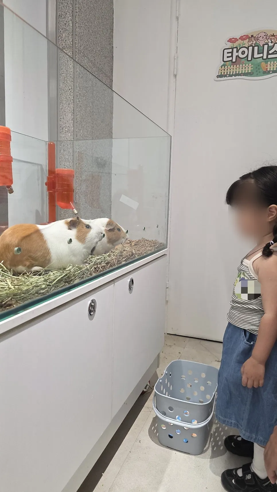 Feeding a carrot stick to a guinea pig through a hole in the glass enclosure
