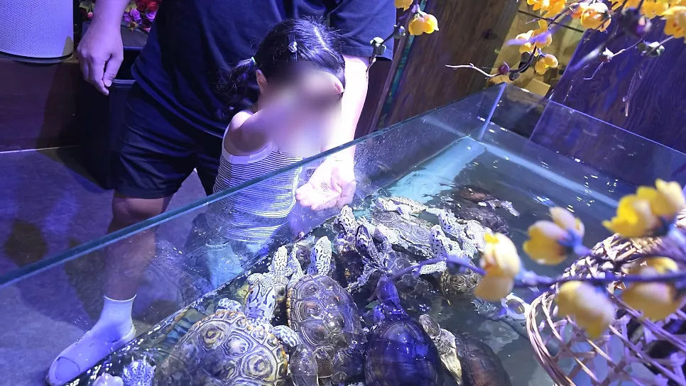 Feeding turtles at a tank set at child eye level