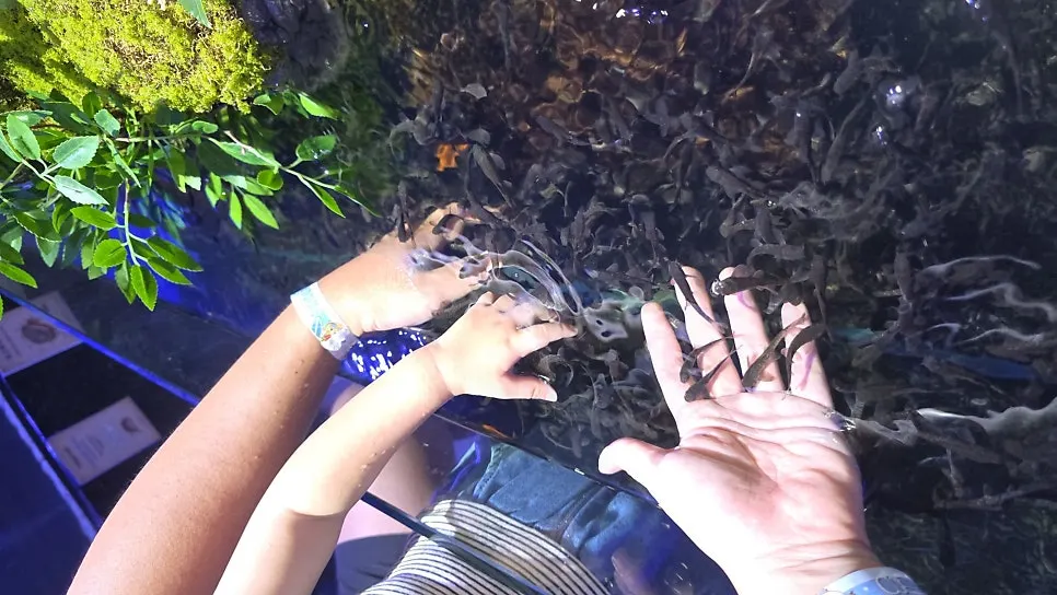 The doctor fish experience at Artis Theme Park