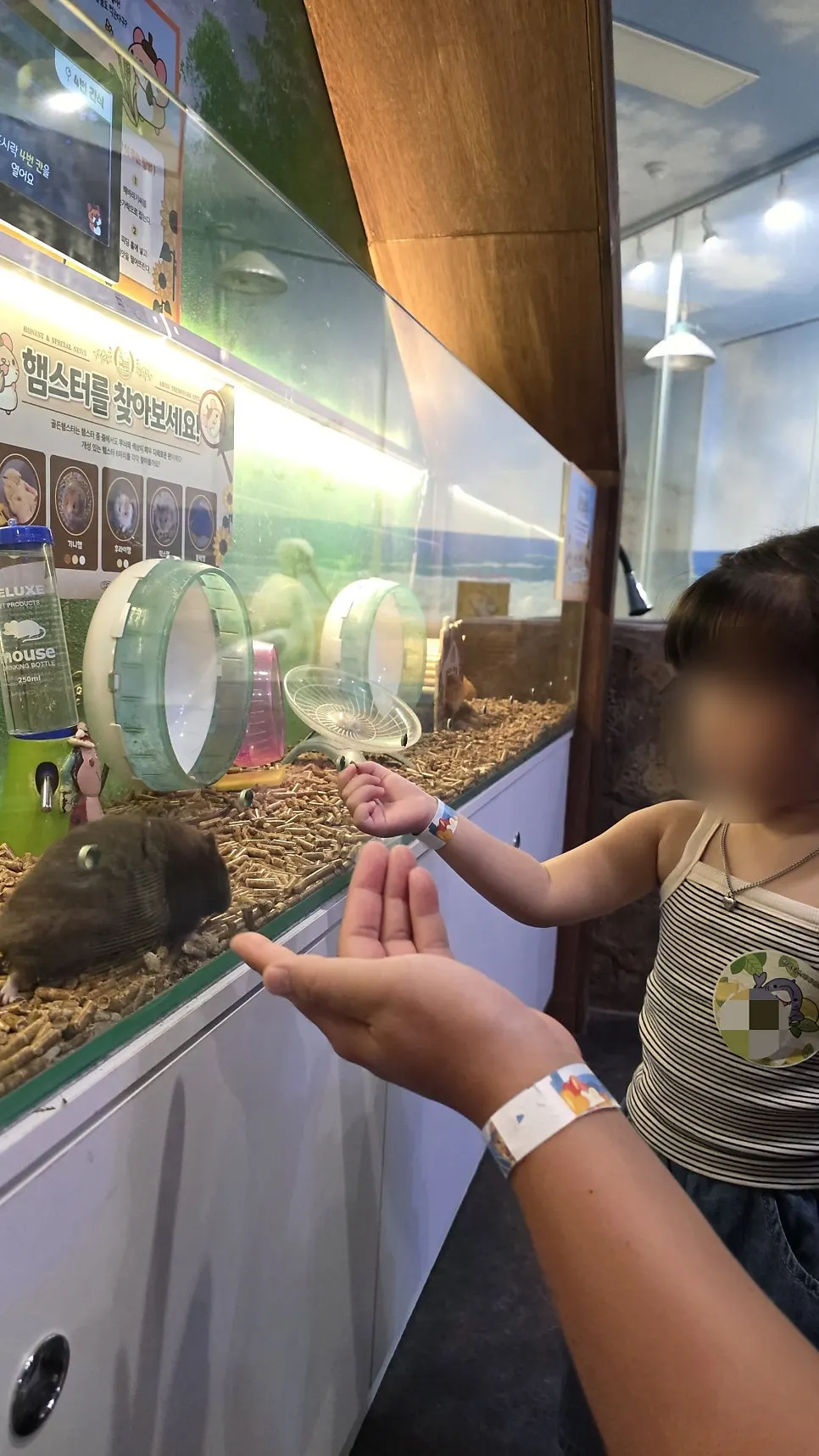 Feeding mealworms to an armadillo with a ladle