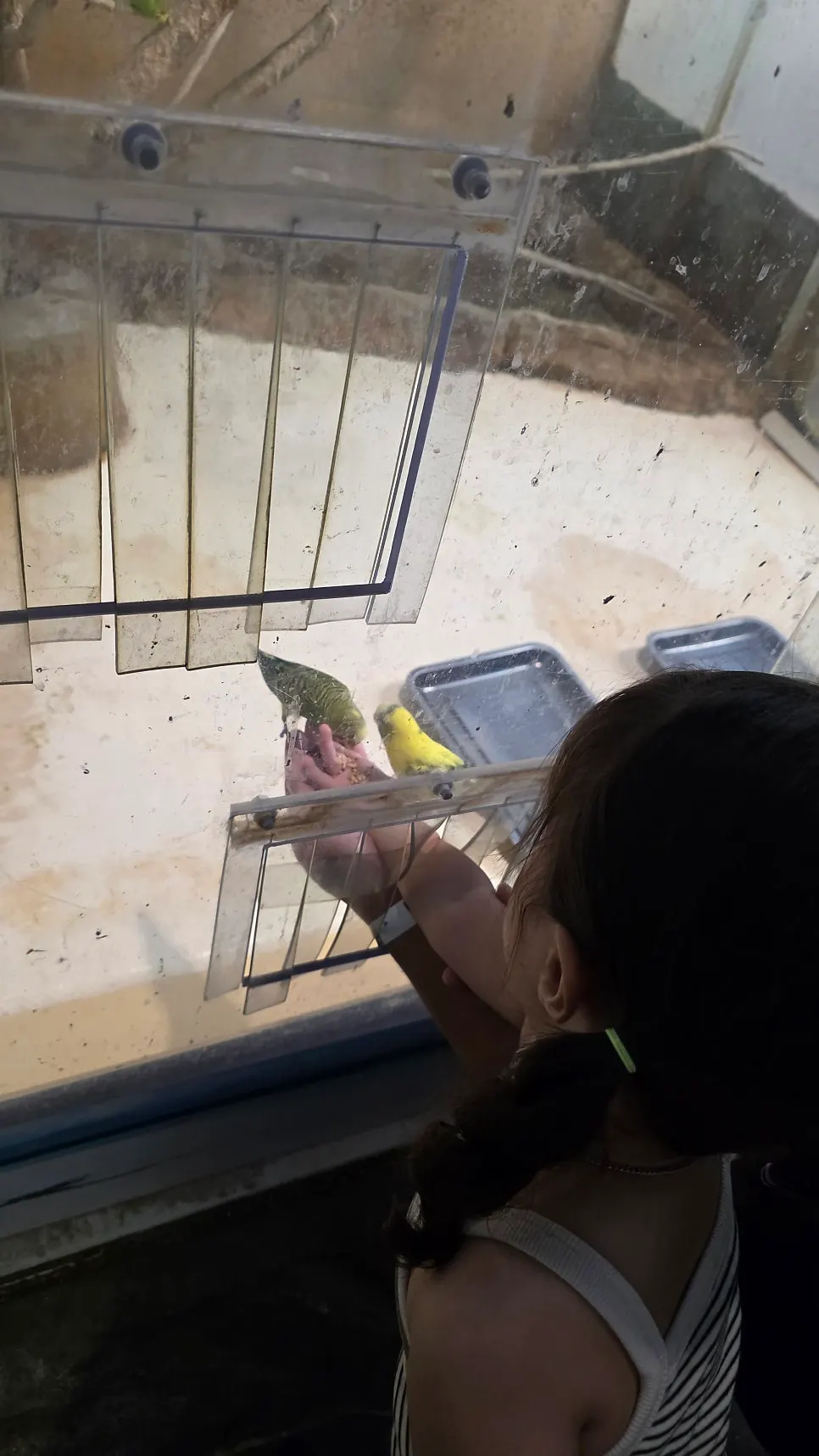 The armadillo experience area behind a glass panel