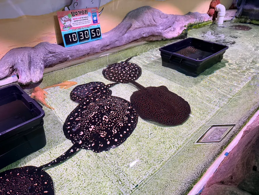 Animal viewing area at Artis Theme Park