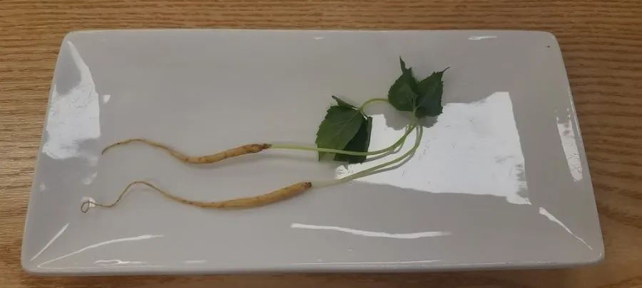 능이샤브닭백숙 상차림