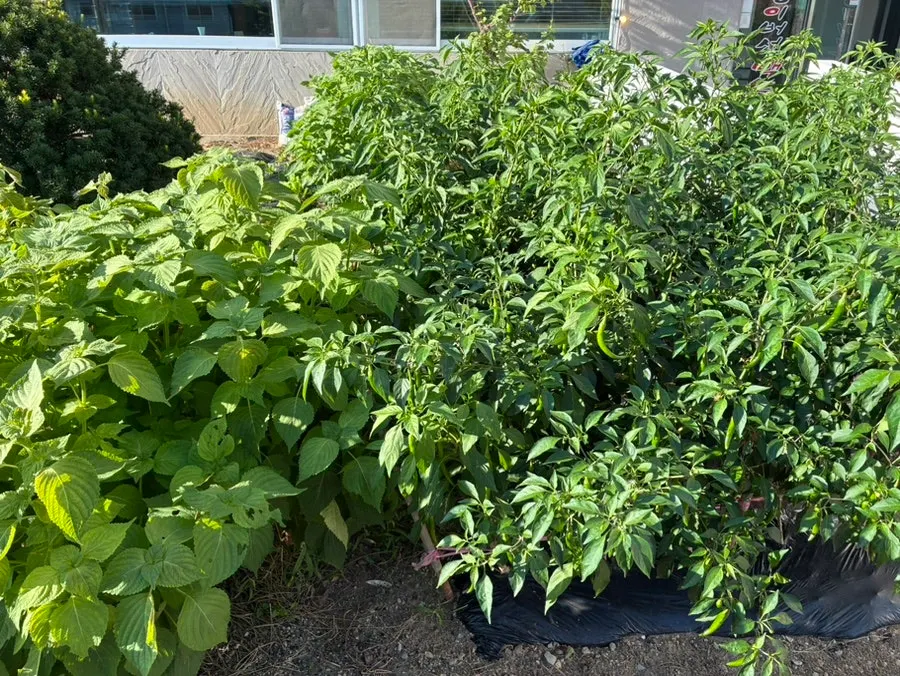 Small vegetable garden in front of the restaurant