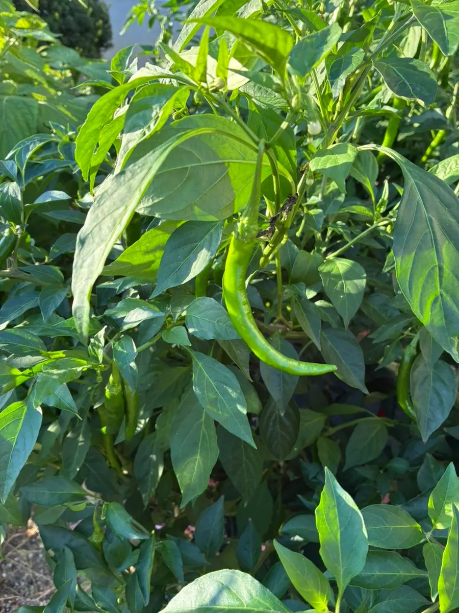 Peppers and perilla leaves grown by the restaurant