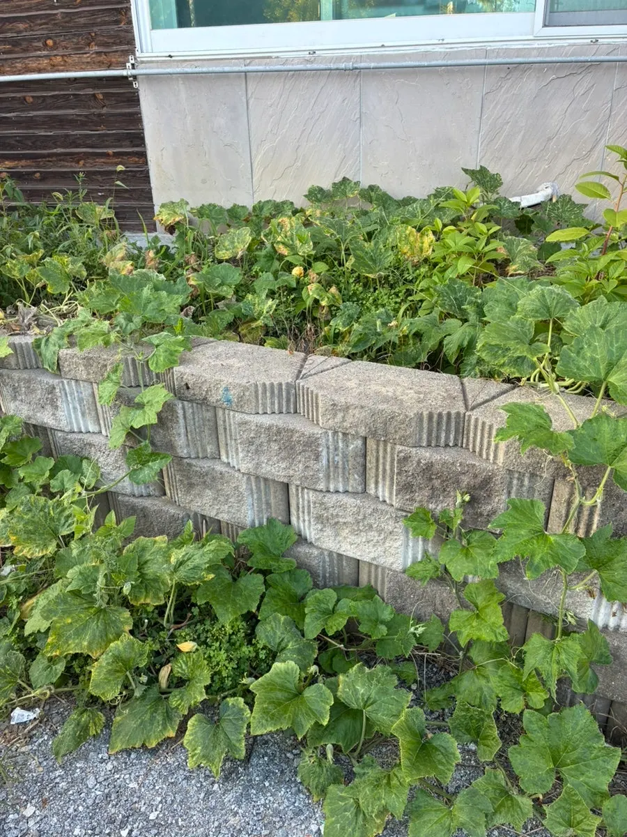 Squash growing in front of the restaurant