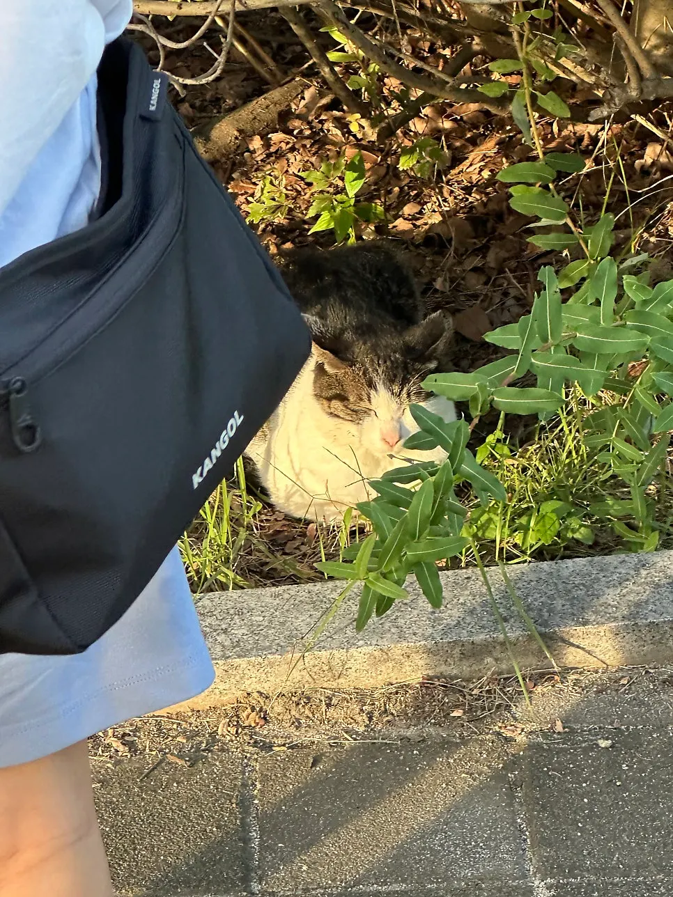 A cat spotted at Sejong Lake Park