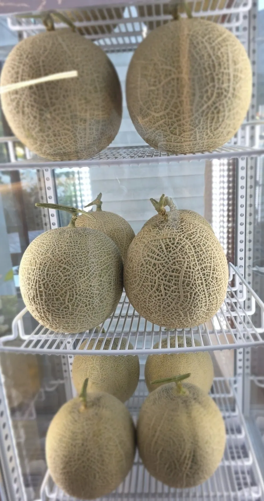 Melons displayed near the entrance
