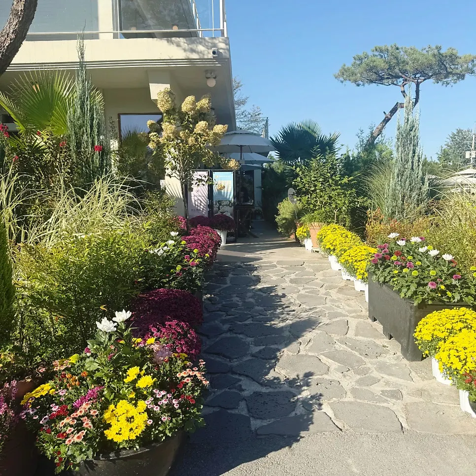 Autumn chrysanthemum pots lining the stone path at the café entrance