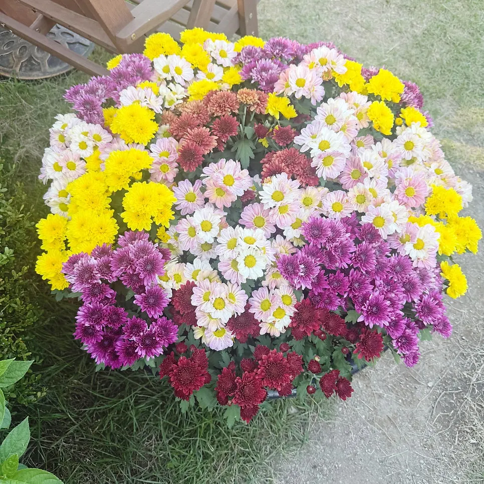 Outdoor garden of the café in full chrysanthemum bloom