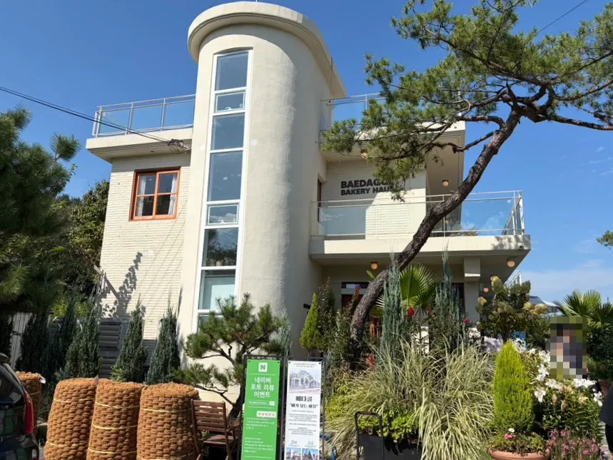 Café garden view with a tall pine tree