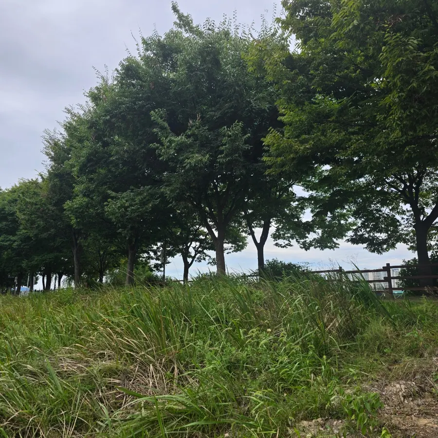 The Misari Han River walking trail right next to the restaurant