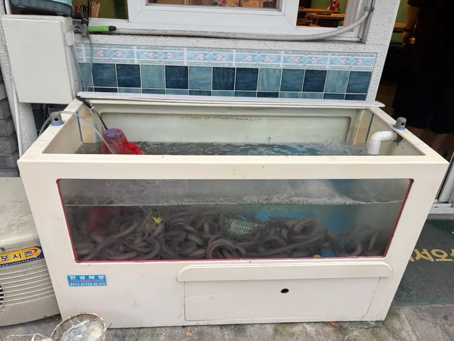 진빼이 수조 속 살아있는 산꼼장어