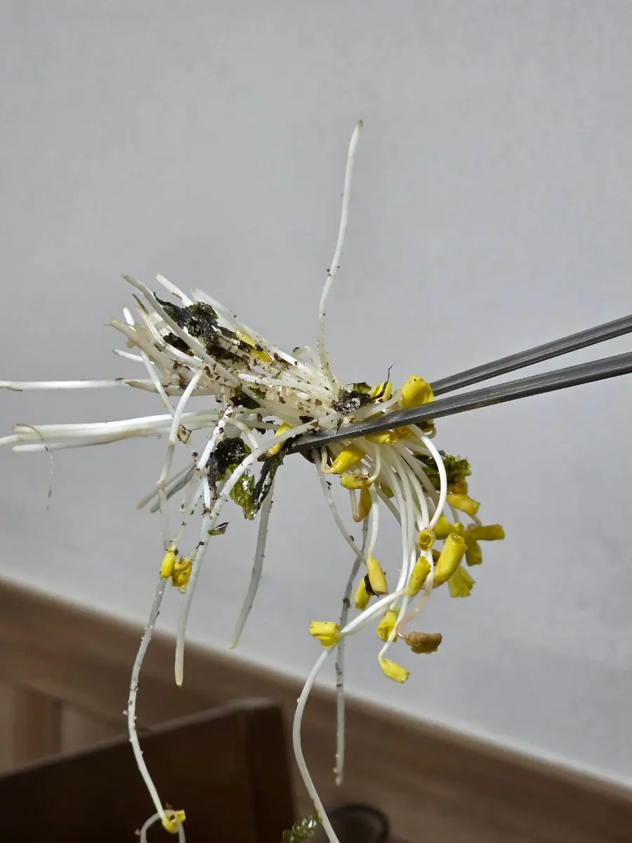 Buckwheat noodles dipped in the broth