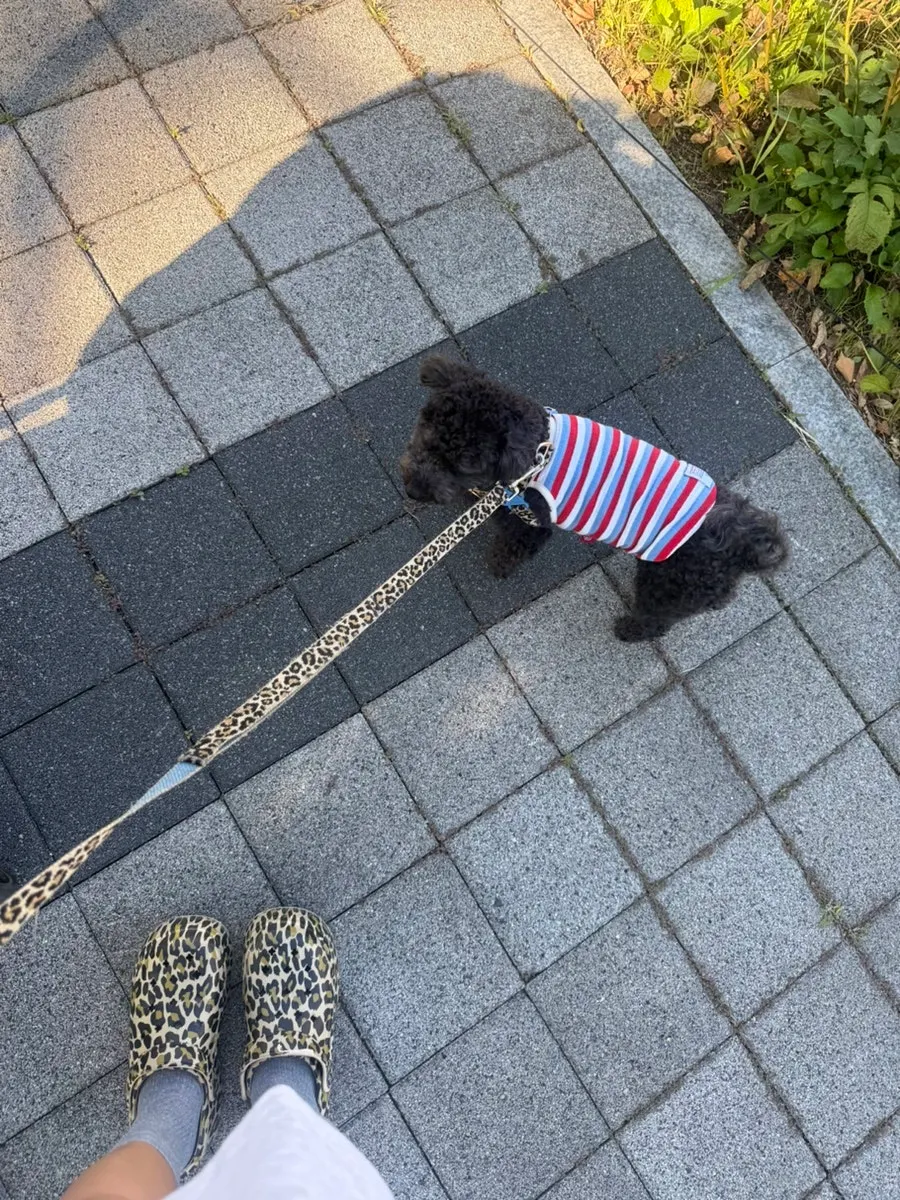 A dog walking along the Gyeongui Line Forest Trail