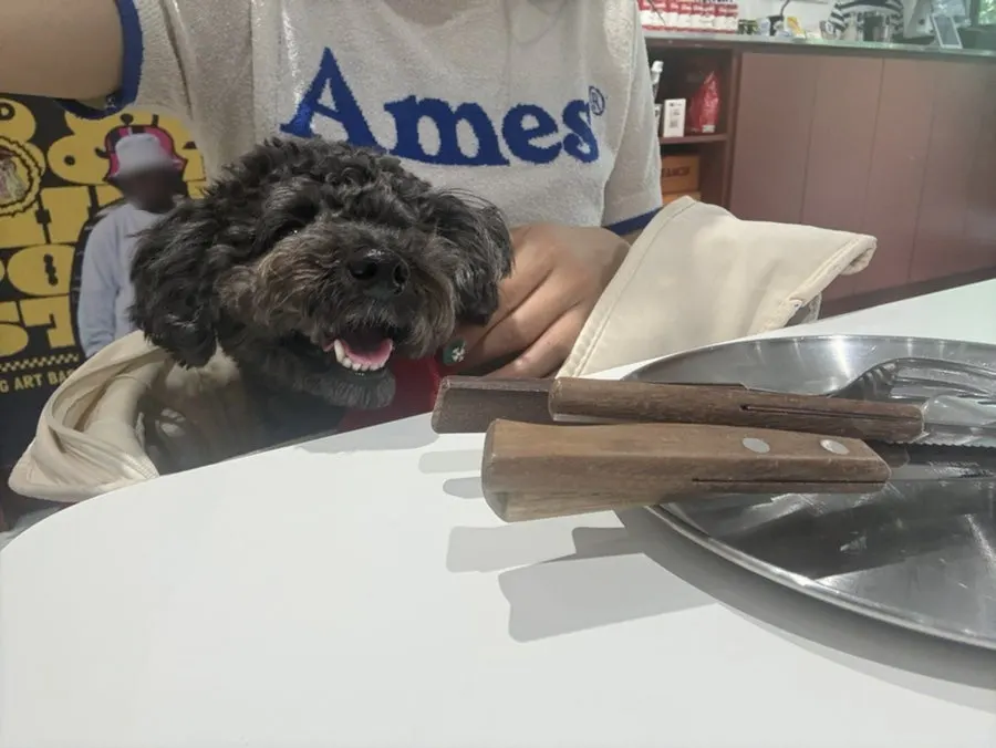 A dog sitting calmly inside a tote bag