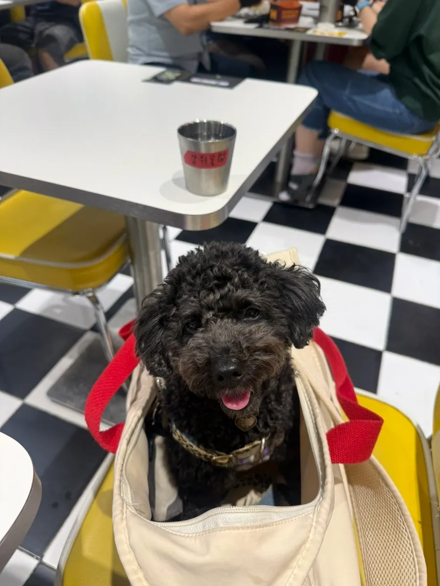 A water cup for dogs labeled 'puppy water'