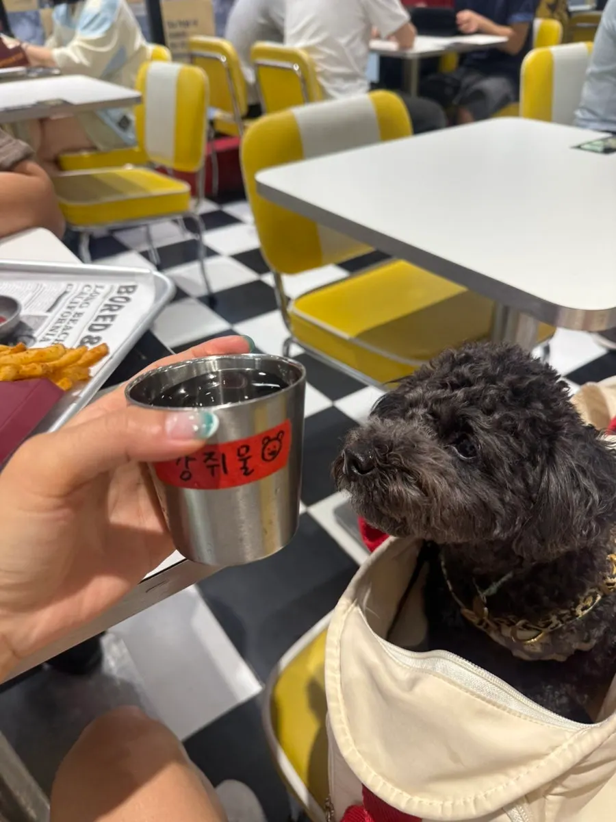 A dog drinking water
