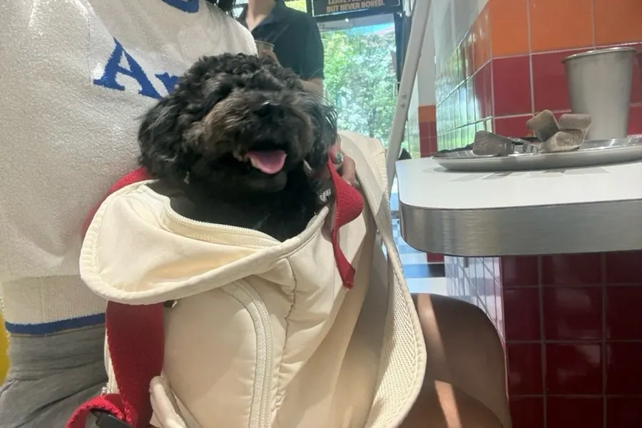A dog inside a tote bag with the burger on the table above