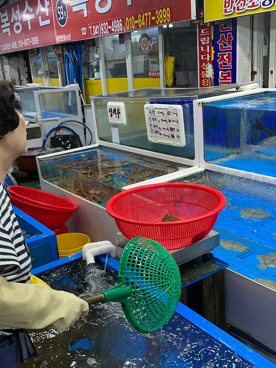 Nokdo Susan's cleanly kept tanks