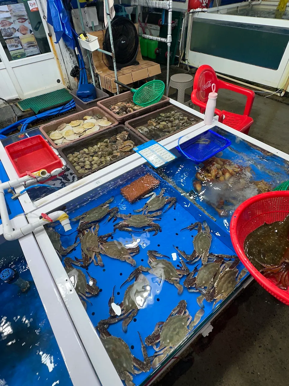Live fish in the tanks