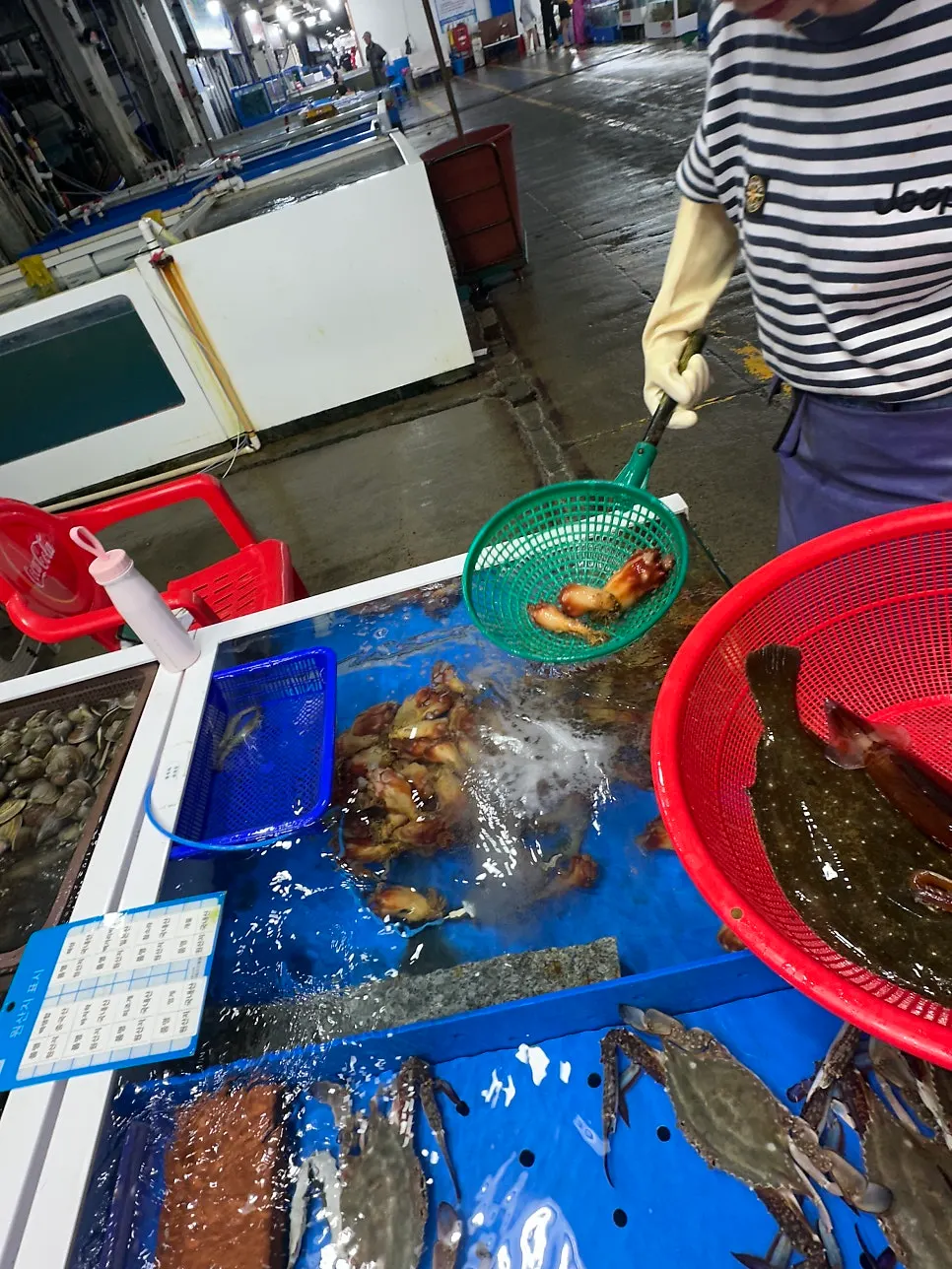 In-season squid