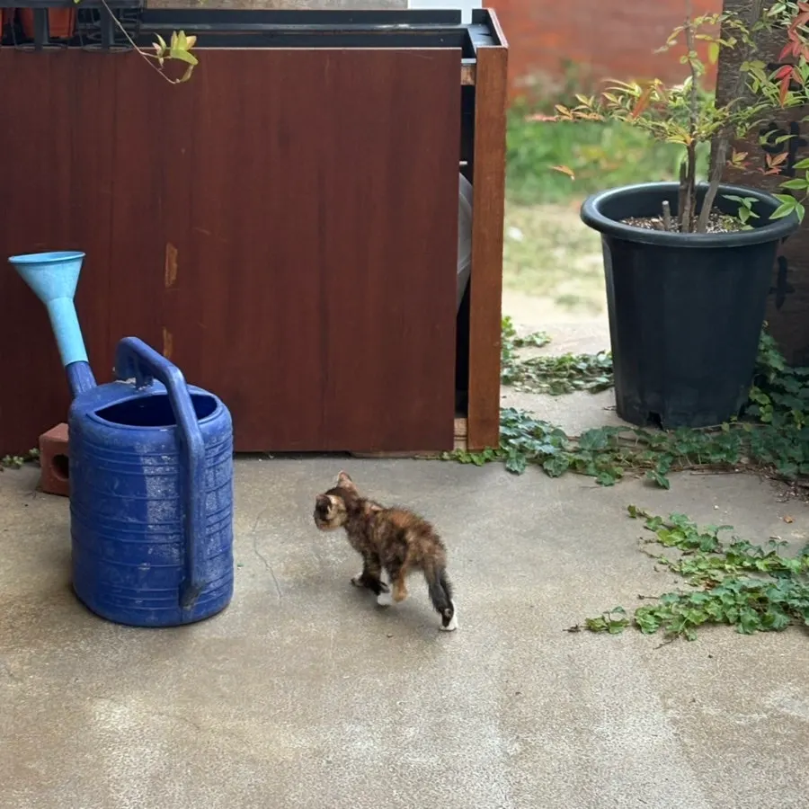 카페 부아장 주변에 찾아오는 새끼 고양이 자리