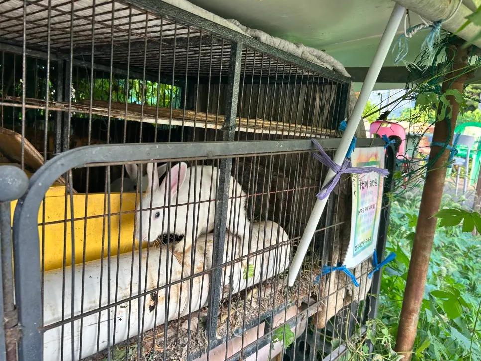 Rabbit raised by the restaurant