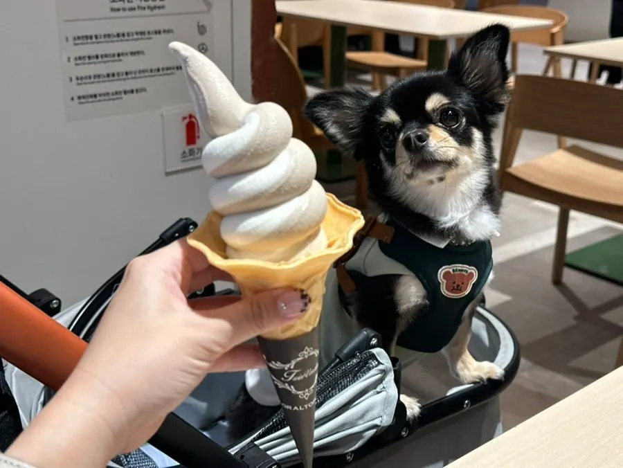 소프트아이스크림 콘 근접 컷