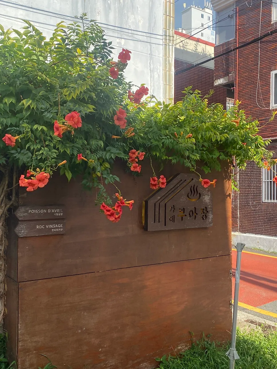A red flower blooming in Buajang's front yard