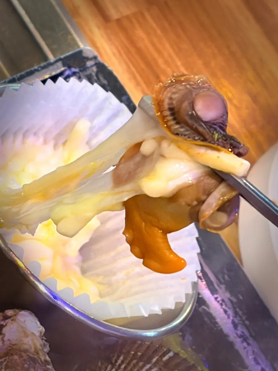 Giant clam shell with adductor muscle