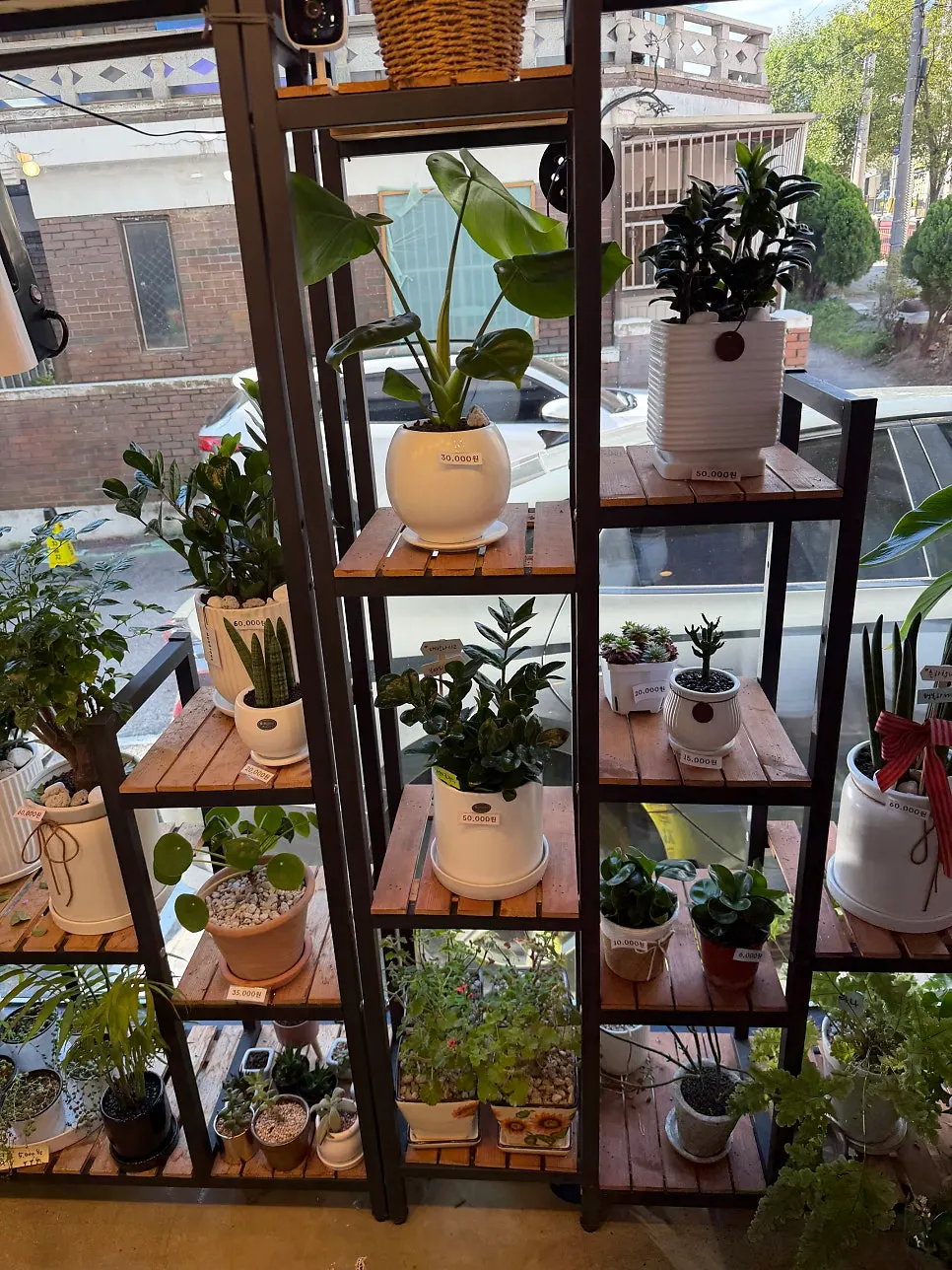 Potted plants prepared as gifts