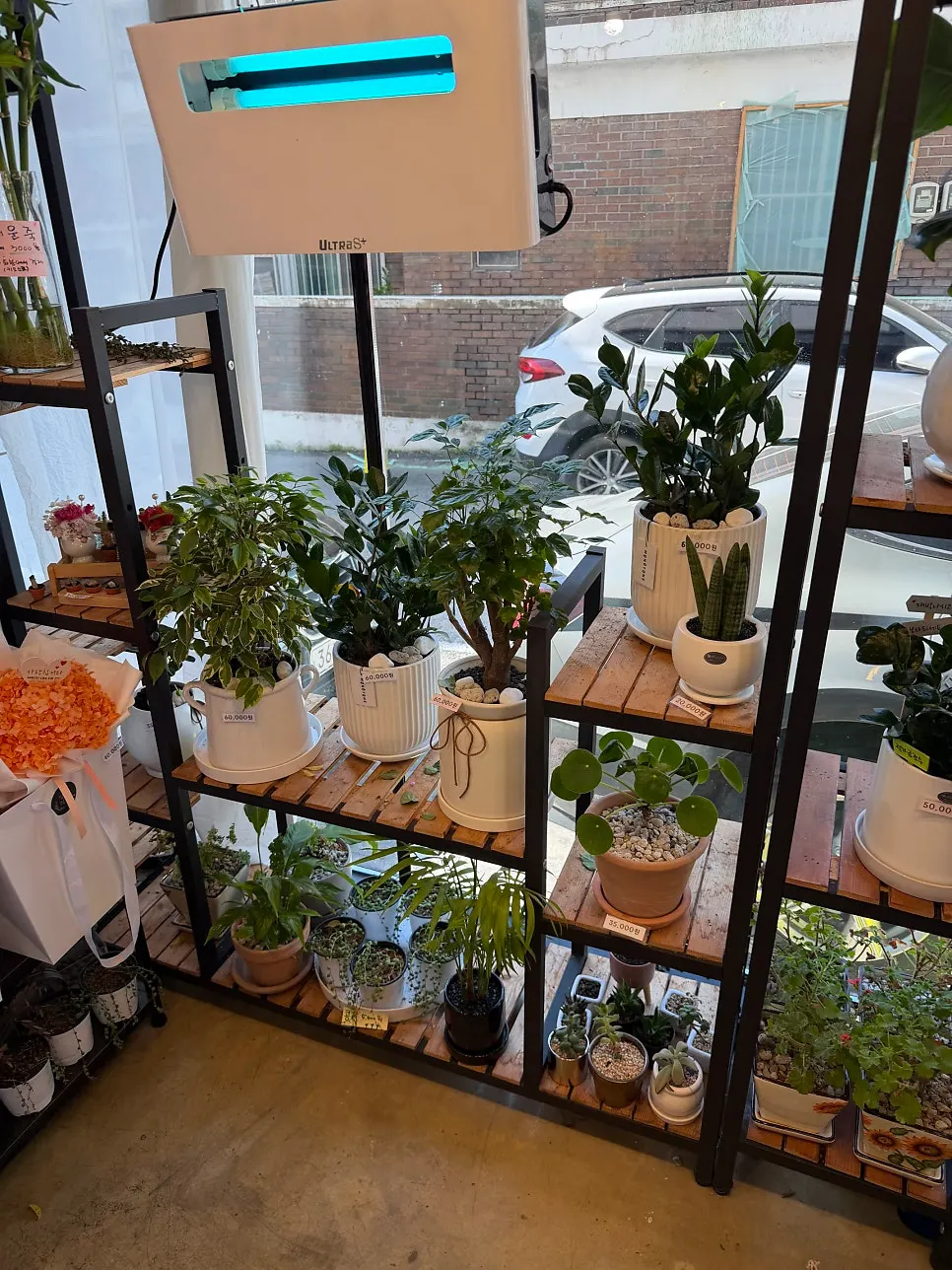 Small potted plants for pet-plant gifts