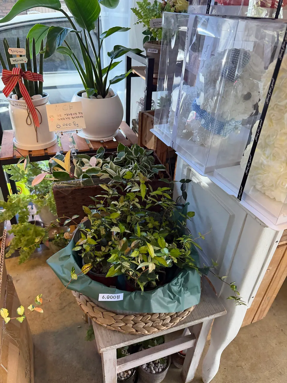 Potted plant corner inside the shop