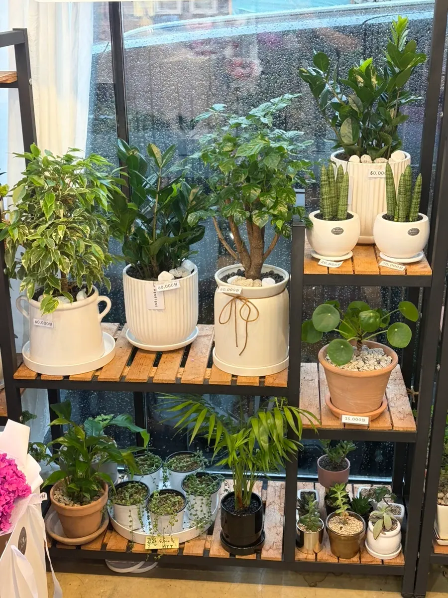 Display space arranged so the flowers stand out